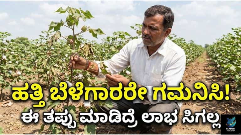ಹತ್ತಿ ಬೆಳೆಗಾರರೇ ಗಮನಿಸಿ! ಈ ತಪ್ಪು ಮಾಡಿದ್ರೆ ಲಾಭ ಸಿಗಲ್ಲ