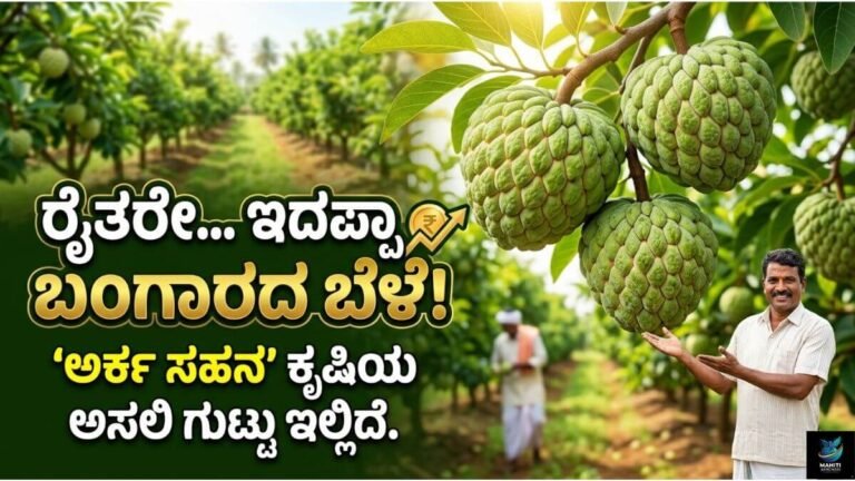 2 ಎಕರೆಯಲ್ಲಿ 10 ಲಕ್ಷ ಆದಾಯ ತರುವ ಬಂಗಾರದ ಬೆಳೆ