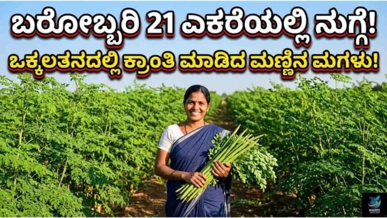 ಊರವರ ಕಣ್ಣು ಕುಕ್ಕುವಂತೆ 21 ಎಕರೆಯಲ್ಲಿ ನುಗ್ಗೆ