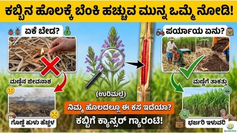 ಕಬ್ಬಿನ ಬೆಳೆ ಕೈ ಹಿಡಿಯಬೇಕಾ ಮಣ್ಣು ಮುತ್ತಿನಂತಿರಲಿ!