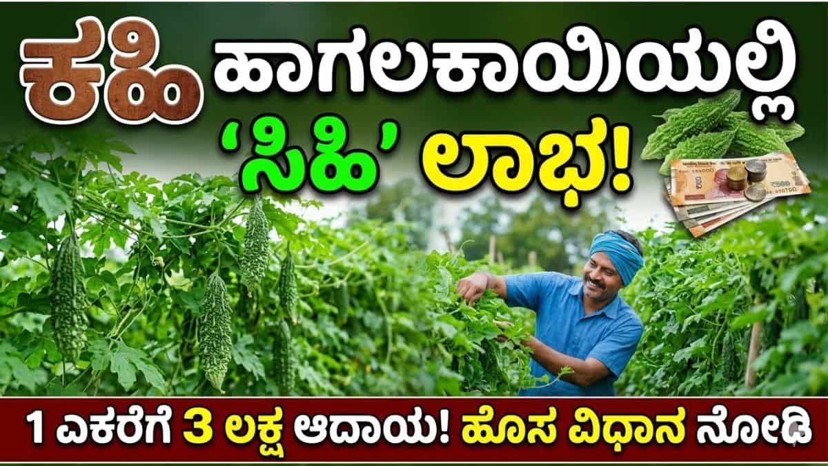 ರೈತನ ಬಾಳಲ್ಲಿ ಸಿಹಿ ತಂದ ಹಾಗಲಕಾಯಿ ಕೃಷಿ