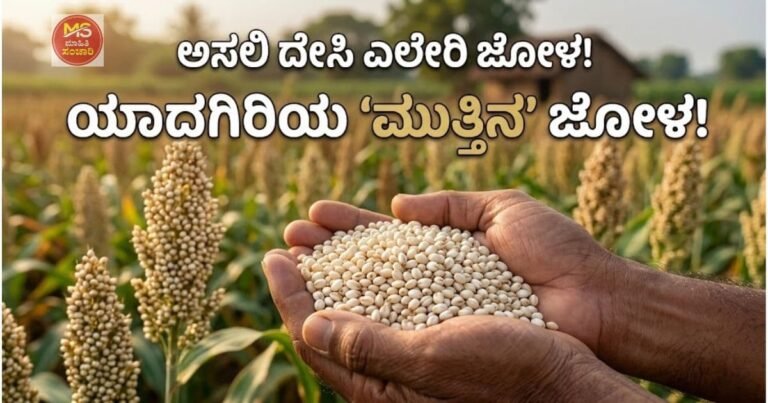 ಮುತ್ತಿನಂತ ಎಲೇರಿ ಜೋಳ